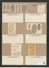 Navicula sentellum (smithii) O.M./Breb. (de-Toni-Nr.: Genus 1, Species 289) Zeichnungen Sammlung Grunow Nr. 651 (NHMW-BOT-W0367020)